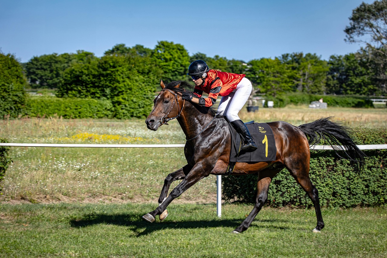 BetMGM Haldon Cup